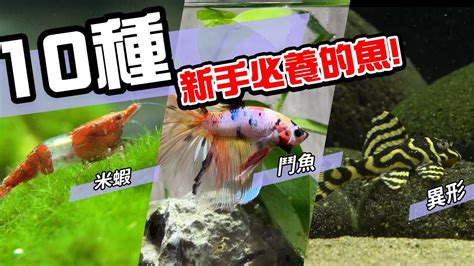 好看又好養的魚|10種激推!給新手的魚~養這些!讓你告別養魚殺手~【憩魚水族】